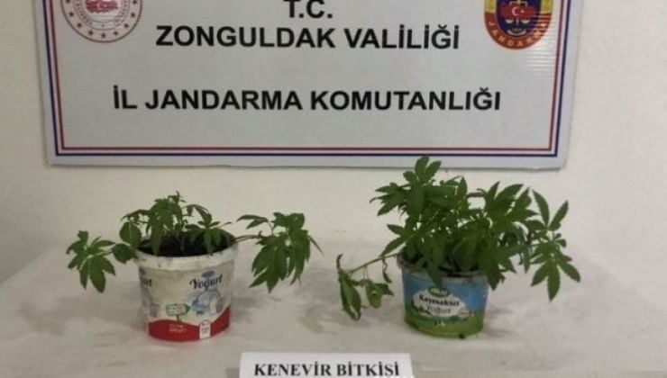 Çok sayıda Kenevir ele geçirildi…