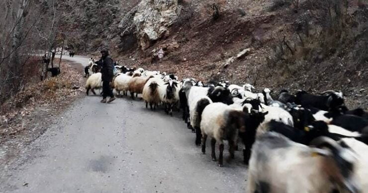 19 köyde bazı hayvanların dışarı ile teması yasaklandı