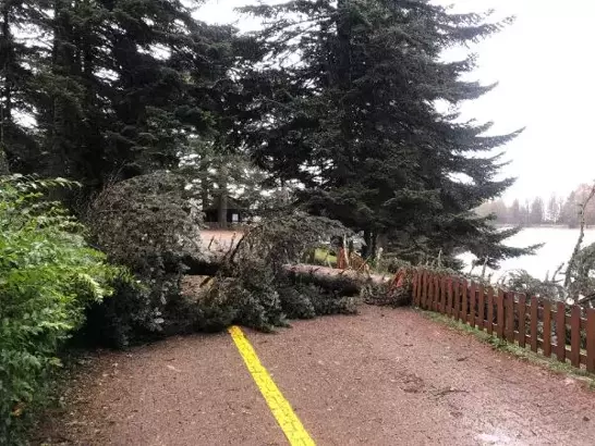 Kuvvetli rüzgara ağaçlar dayanamadı…