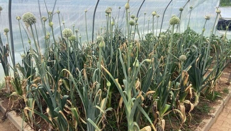 Pırasa tohumları ekildi halka dağıtılacak