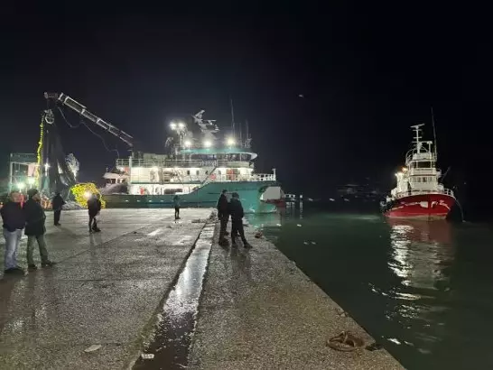 Hamsi sezonu devam ediyor ücretsiz dağıtıldı