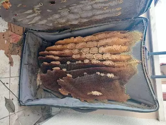 Kaçtığını sandığı arılar kullanılmayan bavula bal yapmış