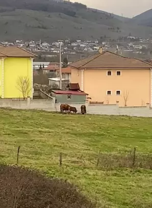 3 tosunun saldırısına uğradı… Yardım çığlıkları attı…