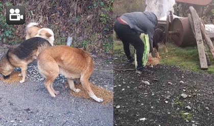 Sokak hayvanları için kampanya başlattılar…