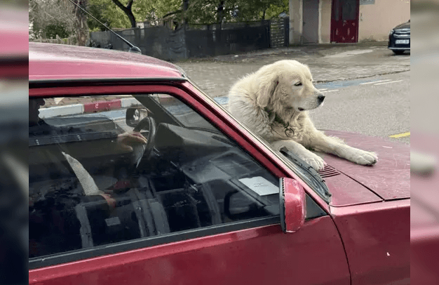 Binnaz’ı, otomobilin üzerinde gezdiriyor…