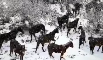 Karda koşturan yabani yılkı atları dronla görüntülendi…