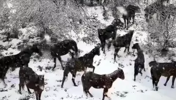 Karda koşturan yabani yılkı atları dronla görüntülendi…