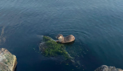 Oyuncu ve acıkan su samurları kameraya yansıdı…