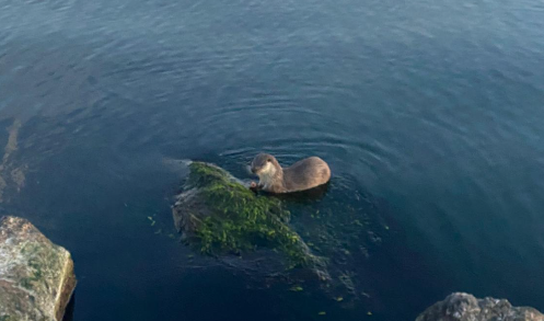 Oyuncu ve acıkan su samurları kameraya yansıdı…