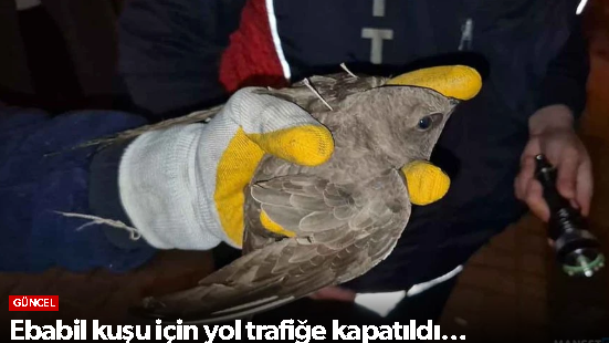 Ebabil kuşu için yol trafiğe kapatıldı…