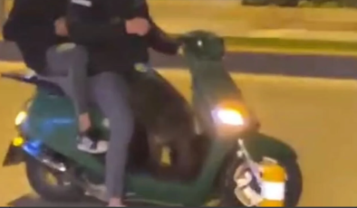 Sokak köpeğinin motor sevdası kamerada….