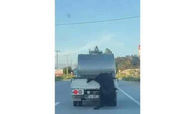 Kurbanlık hayvanı kamyonetin kasasından sarkıtarak taşıyan sürücüye ceza…