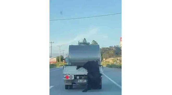 Kurbanlık hayvanı kamyonetin kasasından sarkıtarak taşıyan sürücüye ceza…